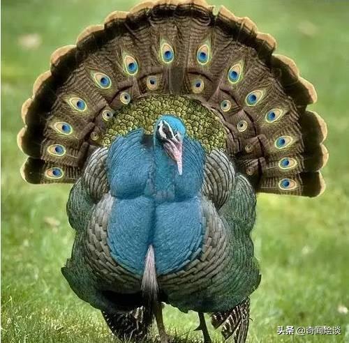 这就是神奇的大自然！这么奇妙的动物我第一次