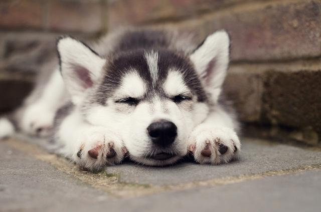 狗狗各種奇葩睡姿，這樣睡真的不累？ 狗狗5種睡姿含義詳解