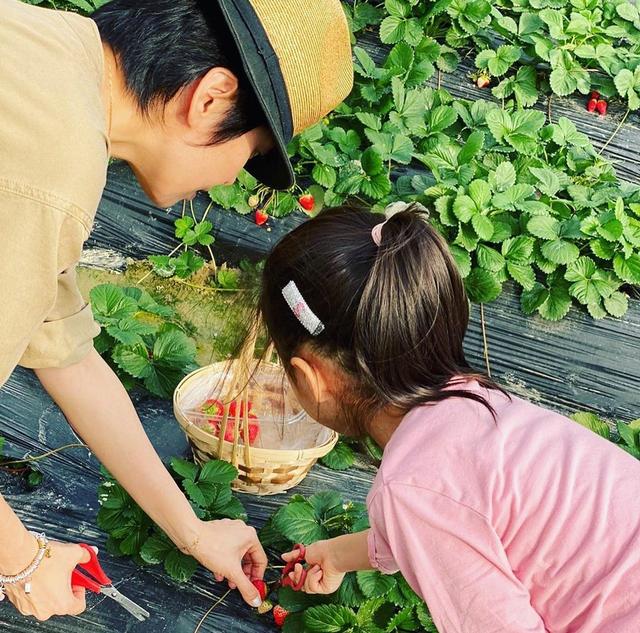 梁咏琪带女儿摘草莓体验农家乐，5岁Sophia亭亭玉立已有大长腿