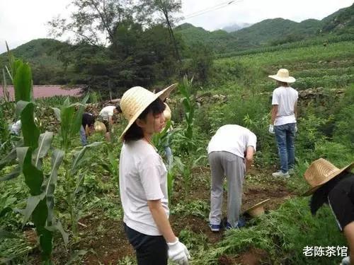 “地不种，房空着，车放着”，农村3个现象，专
