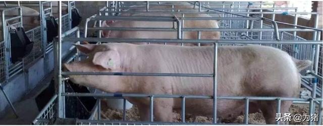 夏季母猪产死胎的三大原因及防治措施？
