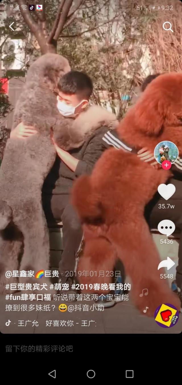 150斤的巨型泰迪，是泰坦吧！