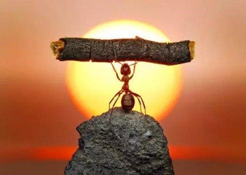 把蚂蚁放大一万倍，我想有人类在，它们是不可能主宰地球的