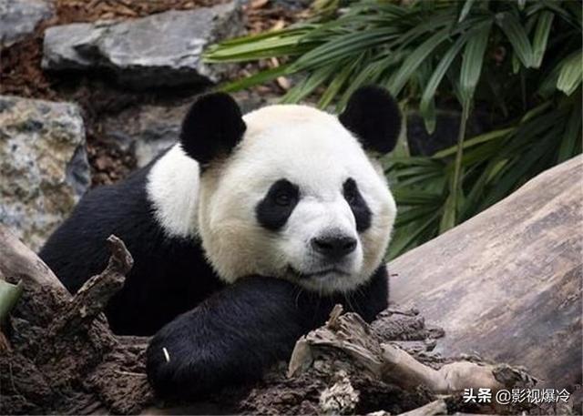 至今还在的4个古老生物，1个在中国，第4个恐龙