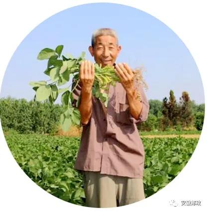 六安邮政线上线下齐发力助淠东毛豆畅销
