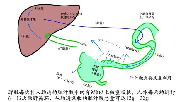 肝脏的位置和四大重要功能