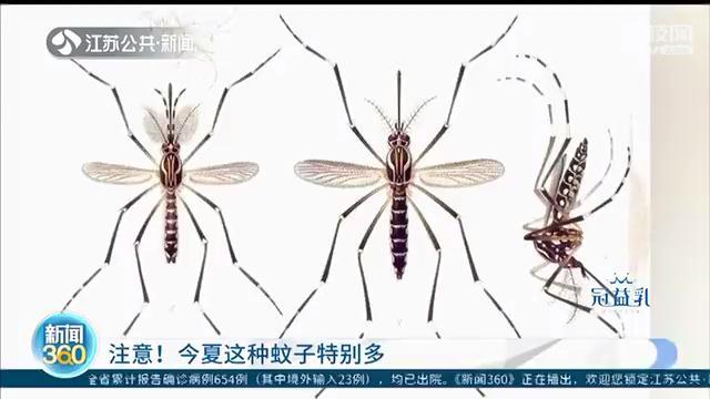 梅雨季有些长，今夏&ldquo;花蚊子&rdquo;特别多 小型积水要及时清理