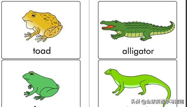 图片[21]-113张图让你记住所有动物类英语单词，分类汇总，建议收藏起来-笑傲英语网