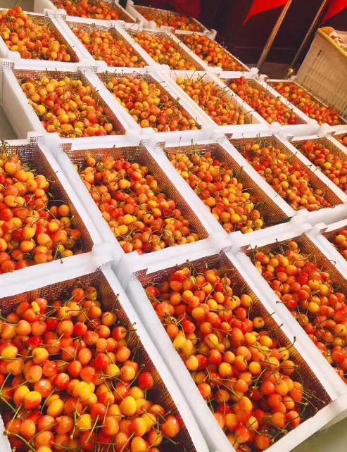 山东大樱桃集中上市，红黄堆积，占据樱桃半壁