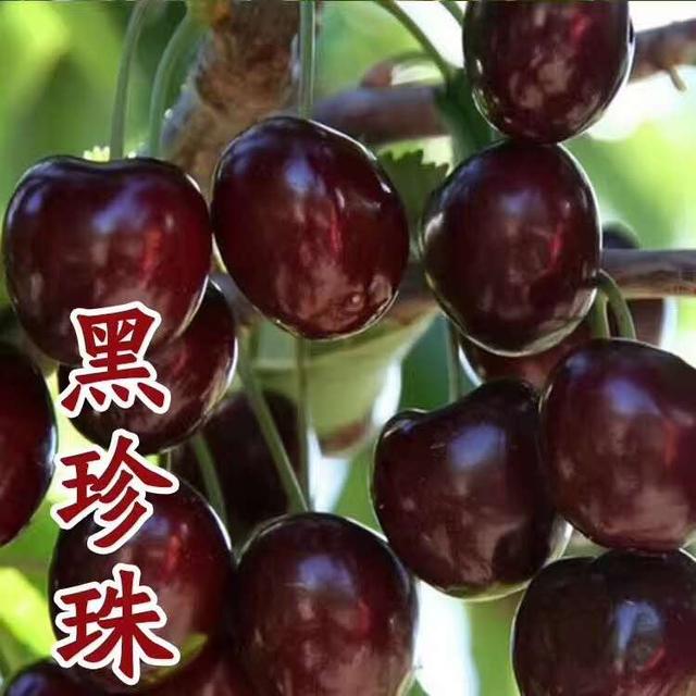 山东大樱桃集中上市，红黄堆积，占据樱桃半壁