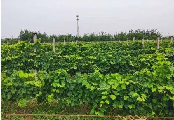 楊凌農(nóng)科，見證小康足跡——2020走出楊凌看示范活動圓滿收官