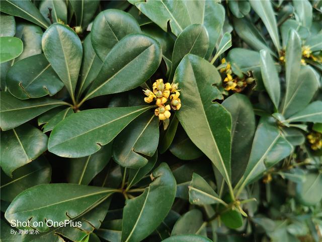 OnePlus 8 Pro深度体验！高素质屏幕下的真安卓旗舰