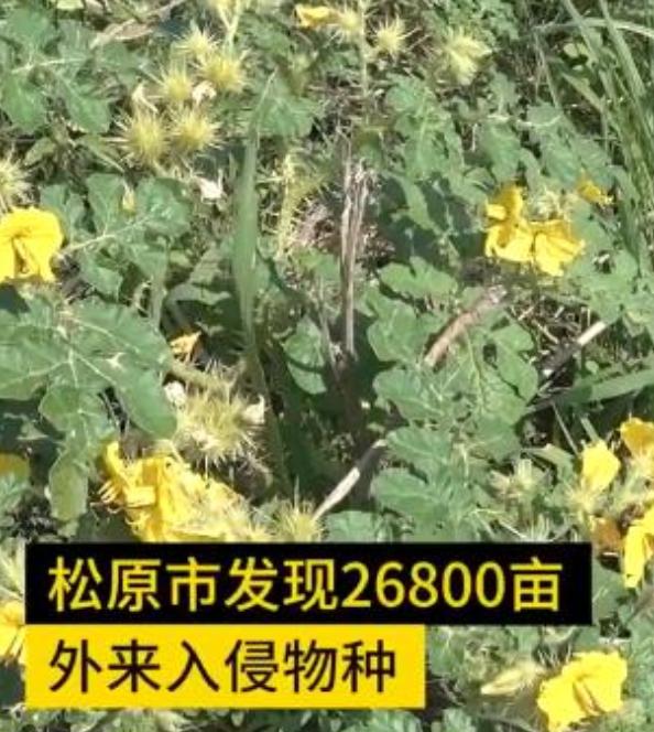 外来|吉林现26800亩外来入侵物种 黄花刺茄原产北美洲有毒物种！