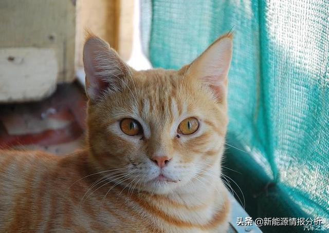 阿曼日记1:中国人买三手日产达特桑280Z