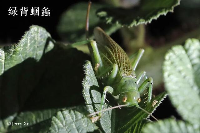 云南的夜探，才是中国夜探活动的王炸