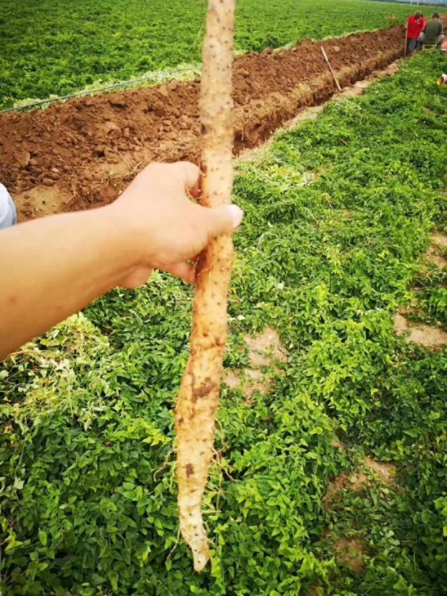 壚土地山藥口感