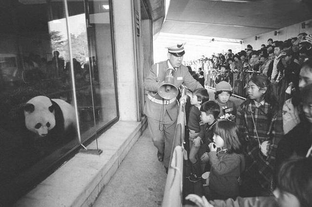 想和熊猫结婚、为看熊猫放弃妹妹婚礼！网友：