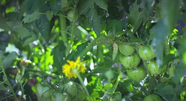 红了|李子柒番茄红了 惹的网友直呼姐姐你这一顿美食晒下来得馋哭多少人