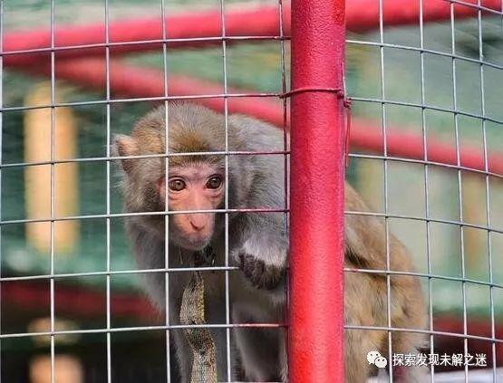 人类不能吃的十大野味排行(有些图片可能会引起不适)