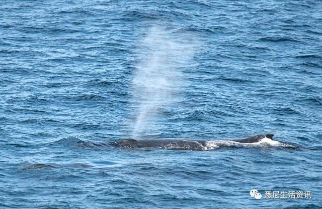来了！4万多头座头鲸浩浩荡荡逼近悉尼港！气势