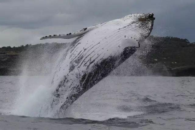 来了！4万多头座头鲸浩浩荡荡逼近悉尼港！气势