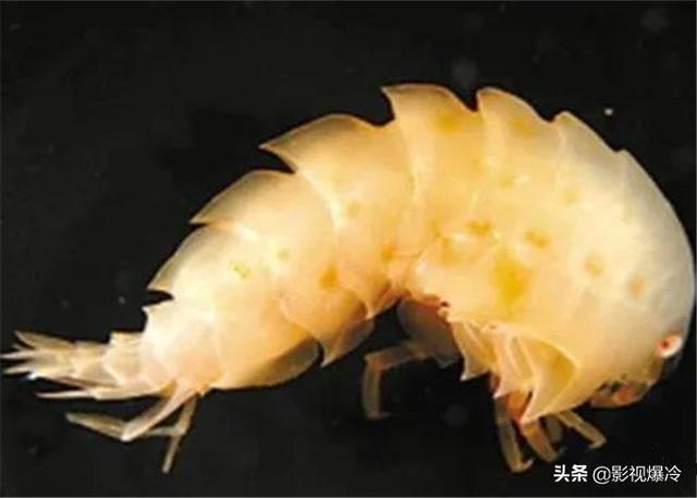 马里亚纳海沟6000米下出现新物种，科学家却“为