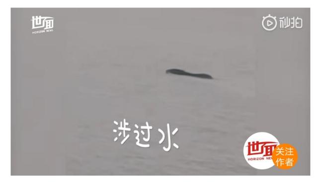 【脱单】美国黑熊为脱单徒步650公里 上万粉丝为它摇旗呐喊