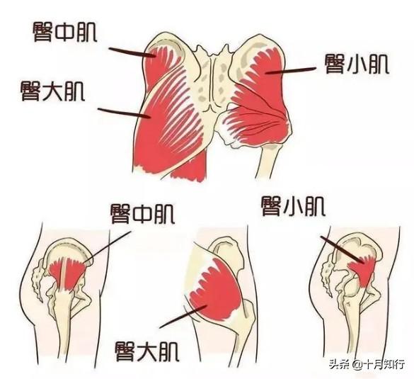 居家練臀7動作，全方位刺激臀肌，改善臀肌無力，讓你翹臀不粗腿