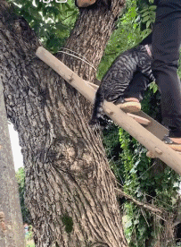 紧抱|猫咪被救时紧抱救援人小腿 哈哈哈小猫也太惜命了