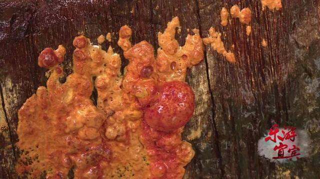 獨一無二！ 只有台灣才有的藥材，宜賓這家山莊無土培植了超多…