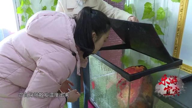 獨一無二！ 只有台灣才有的藥材，宜賓這家山莊無土培植了超多…