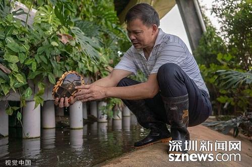 广东惠州夫妇养殖金钱龟24年 从两千元起步赚到上亿资产