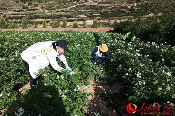 大学教授微信卖土豆！背后的故事太暖…