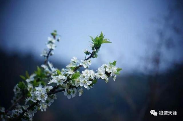 农历中国 | 二月十七 · 梨花带雨