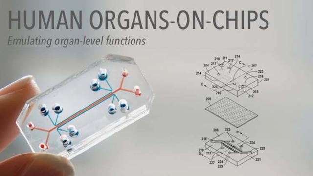 模拟人类器官的芯片，能加速新冠药物的研发吗