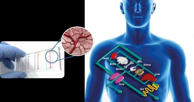 模拟人类器官的芯片，能加速新冠药物的研发吗