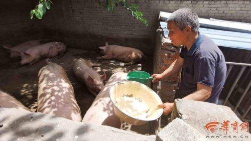 追踪！63岁养猪五保户已与西安一企业达成收购协议