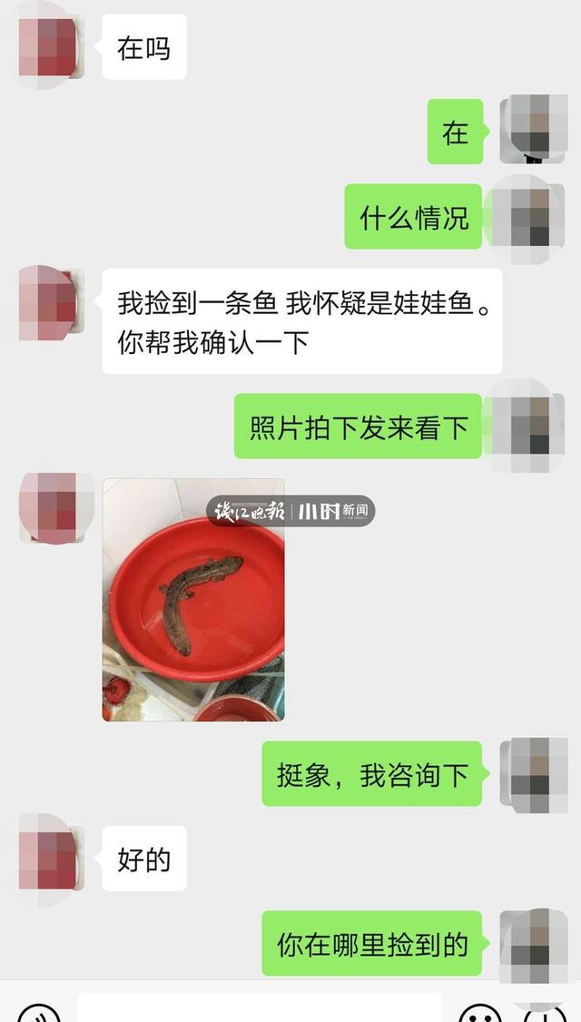 “我捡到一条鱼，怀疑是娃娃鱼”今早杭城一大