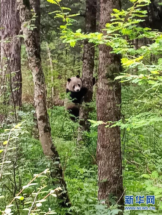 秦岭主峰太白山冰凌沟再现野生大熊猫