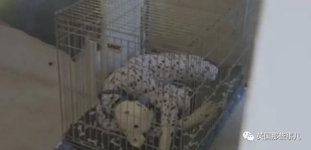 睡狗笼，叼飞盘，英国有这么一群犬人，他们喜欢把自己当狗子
