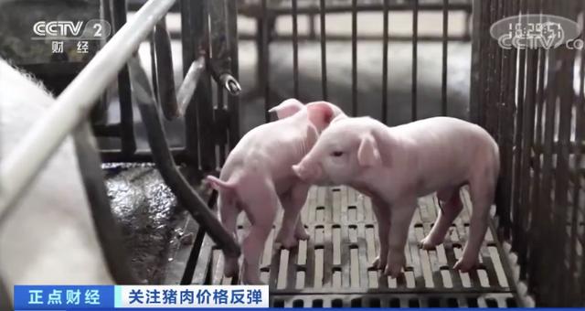 一个月■猪肉价格一个月每公斤涨近7元 最赚钱猪周期持续到何时？