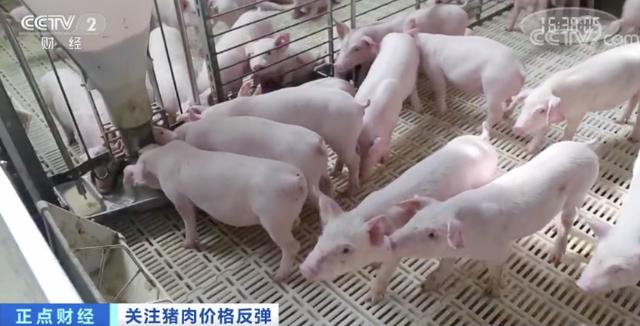 一个月■猪肉价格一个月每公斤涨近7元 最赚钱猪周期持续到何时？