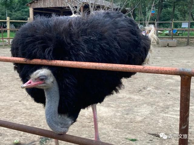 一直不知道，青州这里竟有上百种动物！