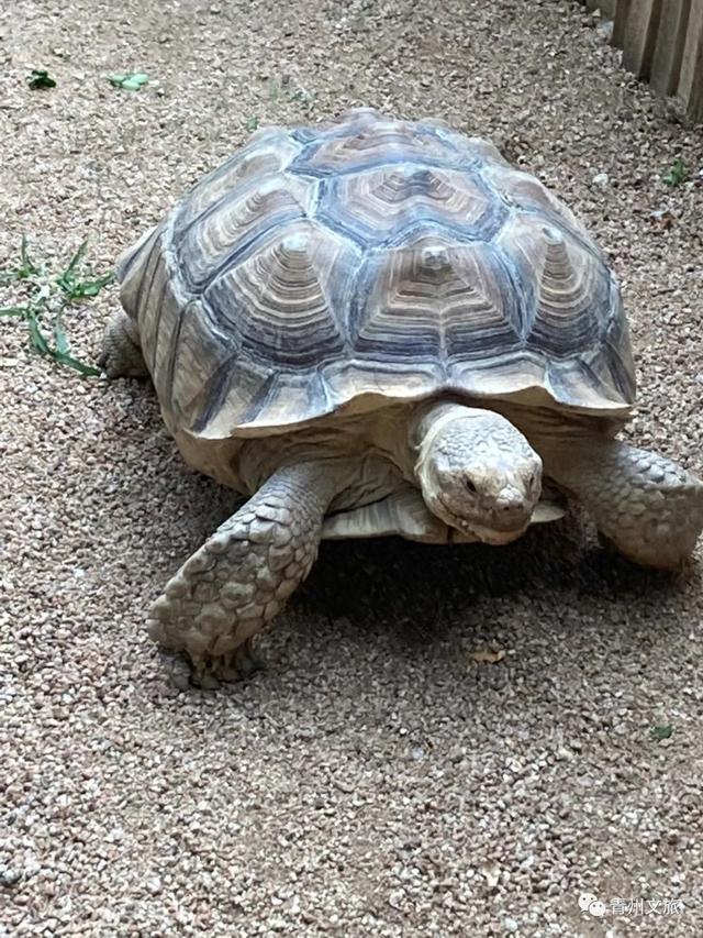 一直不知道，青州这里竟有上百种动物！