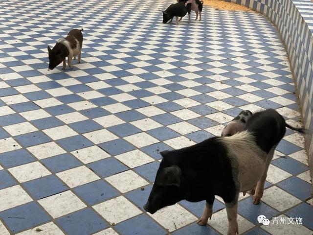 一直不知道，青州这里竟有上百种动物！