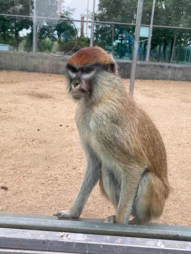 一直不知道，青州这里竟有上百种动物！