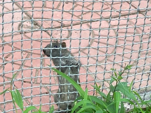 一直不知道，青州这里竟有上百种动物！