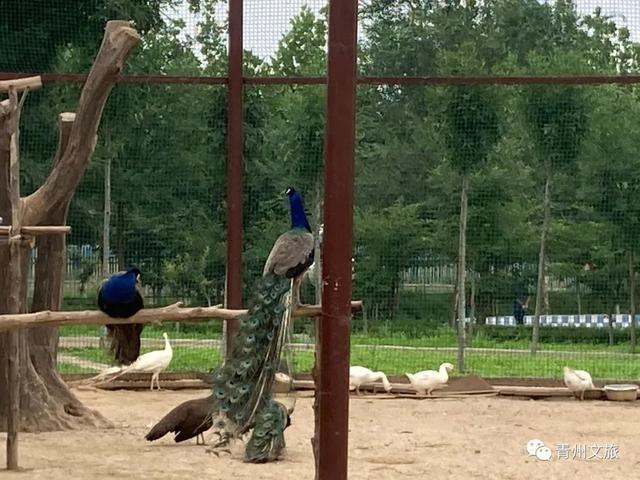 一直不知道，青州这里竟有上百种动物！