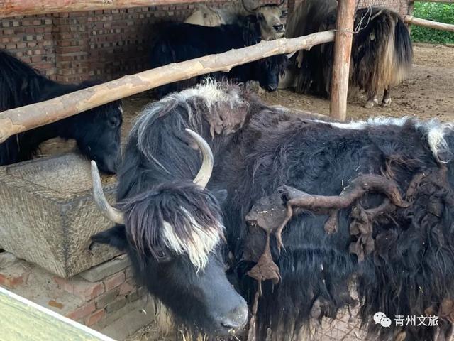 一直不知道，青州这里竟有上百种动物！