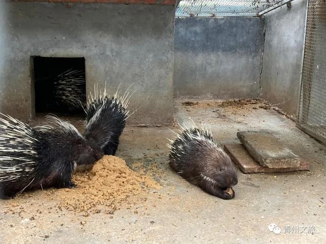 一直不知道，青州这里竟有上百种动物！